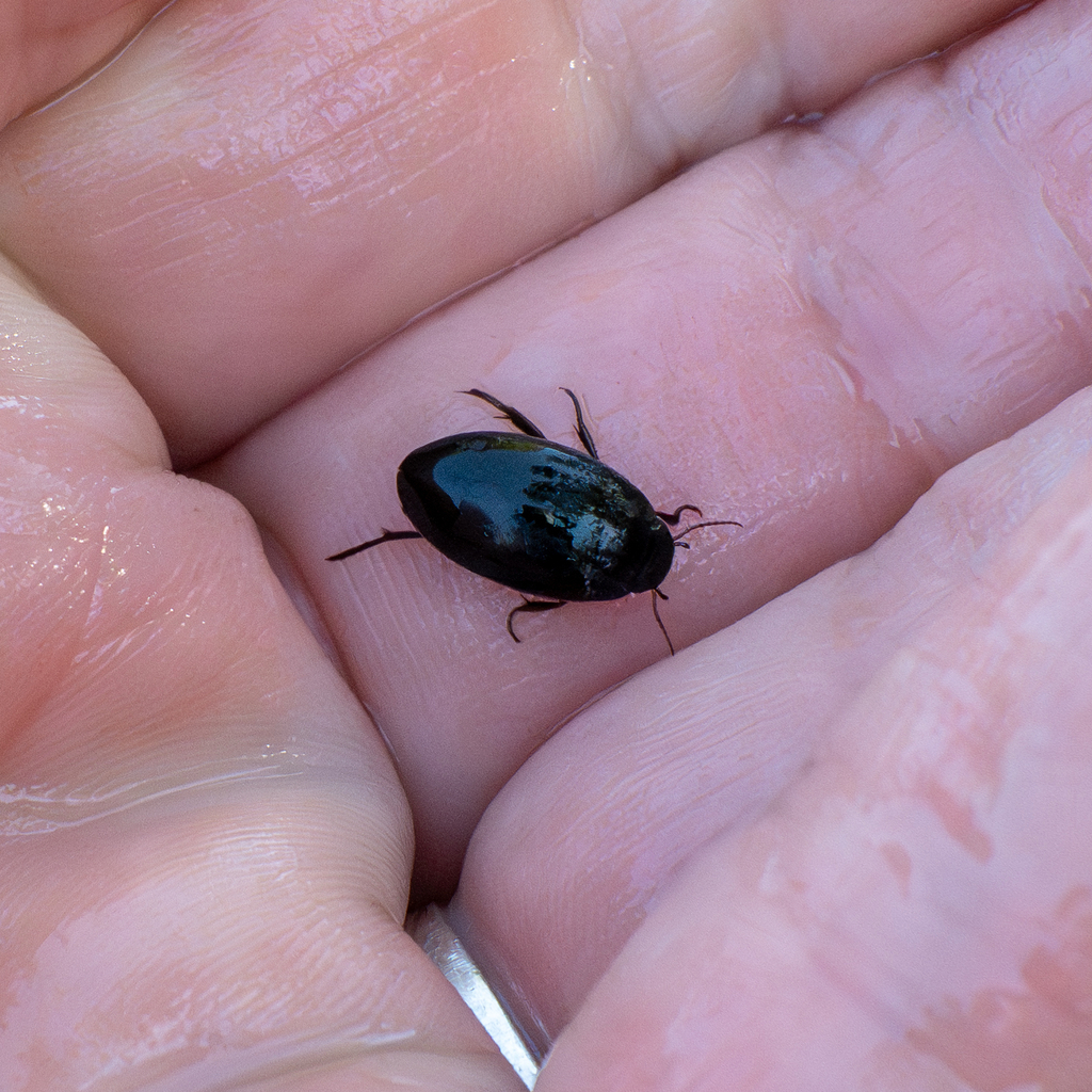 Gagini Insect Agabini from Ventura, CA, US on February 3, 2026 at 01:38 PM by Susie ...