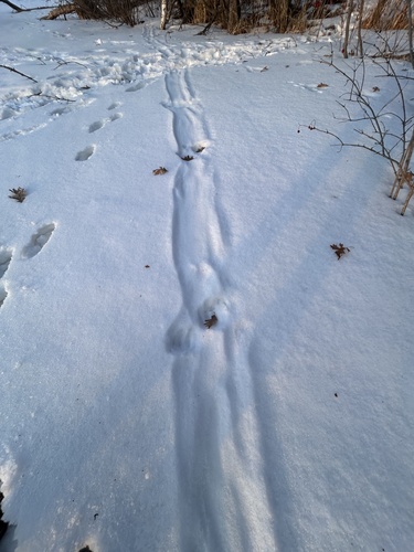 North American River Otter