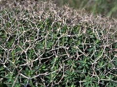 Euphorbia acanthothamnos