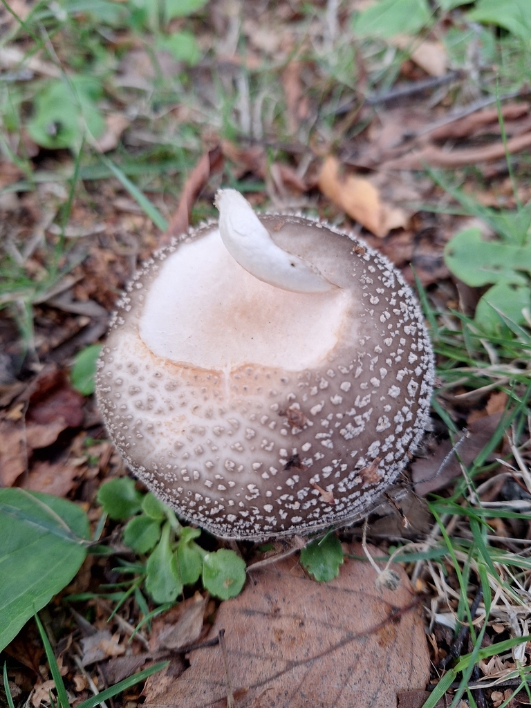 Amanita excelsa spissa · February 2026 · photo: © heidimeudt (iNaturalist, cc-by)