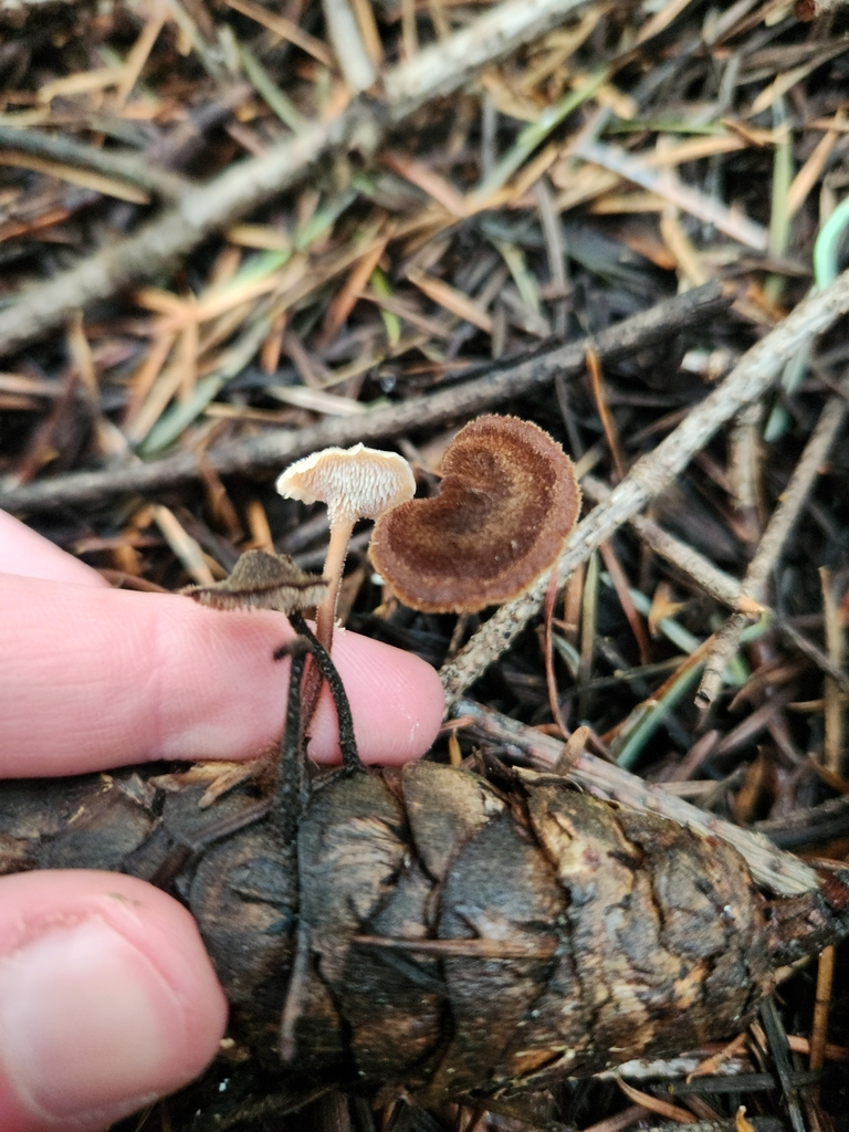 Auriscalpium vulgare · February 2026 · photo: © lytiic (iNaturalist, cc-by-nc)