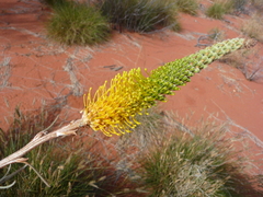 Grevillea eriostachya