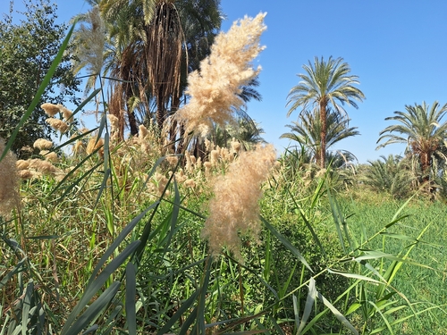 common reed