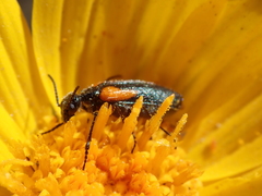 Eupompha elegans