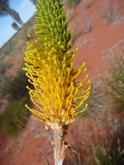 Grevillea eriostachya