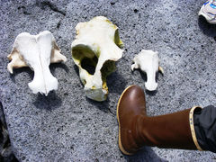 Odobenus rosmarus