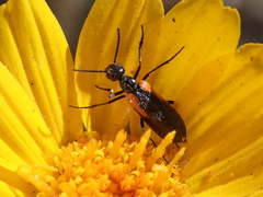 Eupompha elegans
