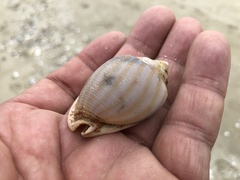 Phalium flammiferum