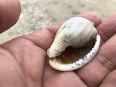Phalium flammiferum