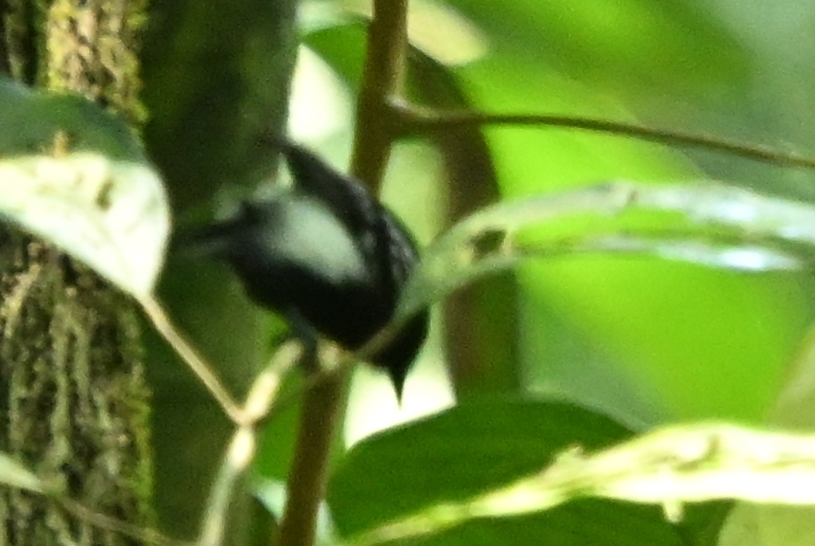 White-flanked Antwren (Myrmotherula axillaris), photo 6