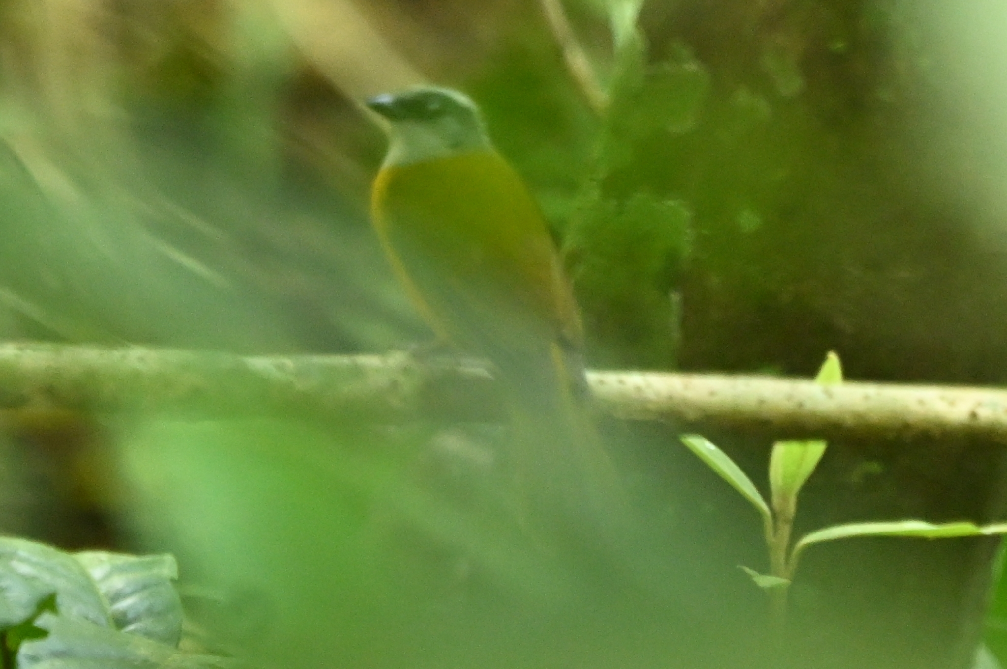 Grey-headed Tanager (Eucometis penicillata), photo 9