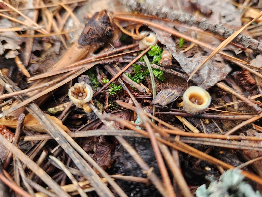 Nidula niveotomentosa · February 2026 · photo: © lytiic (iNaturalist, cc-by-nc)