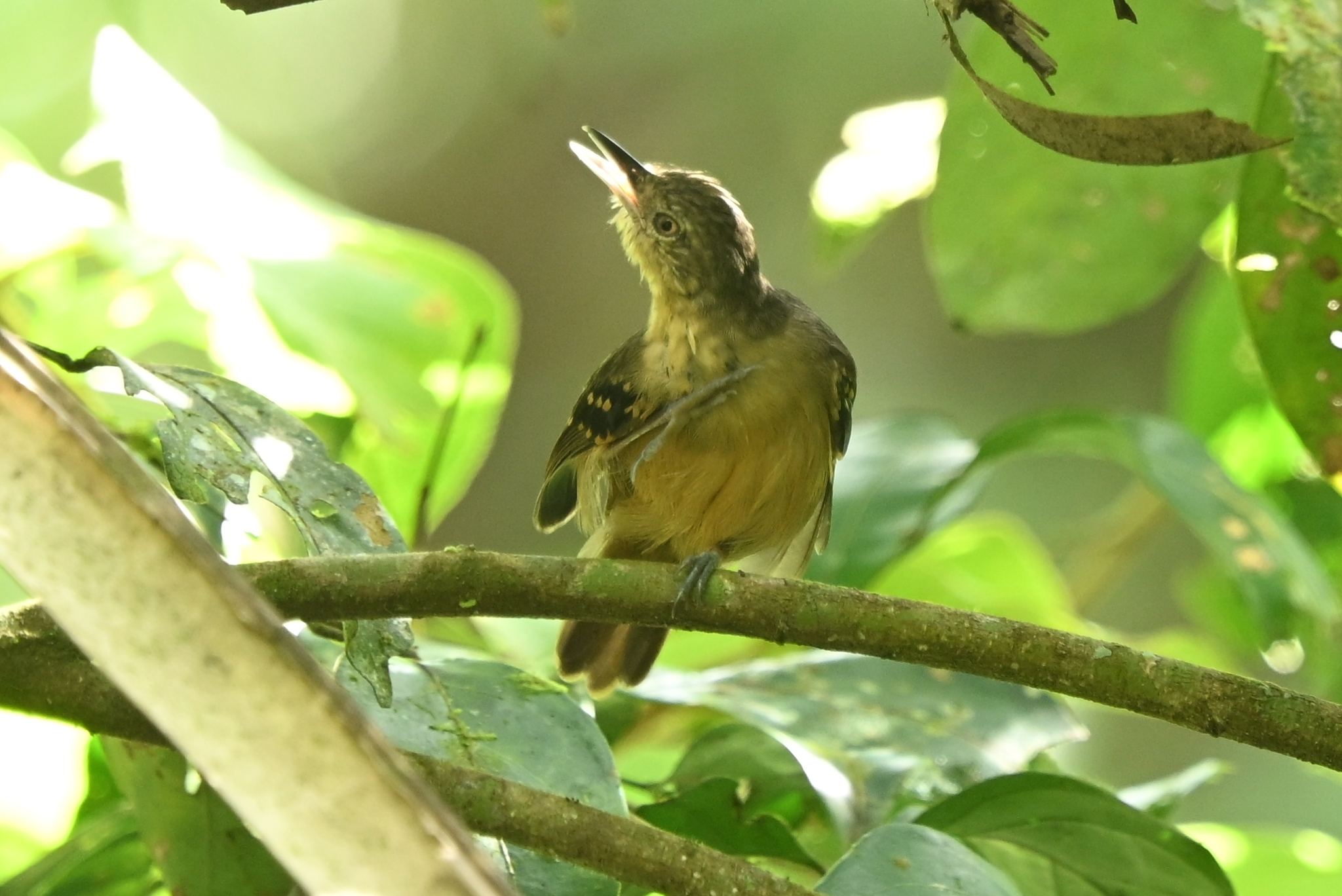Checker-throated Stipplethroat (Epinecrophylla fulviventris), photo 5