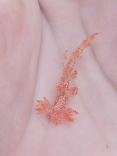 Bornella calcarata