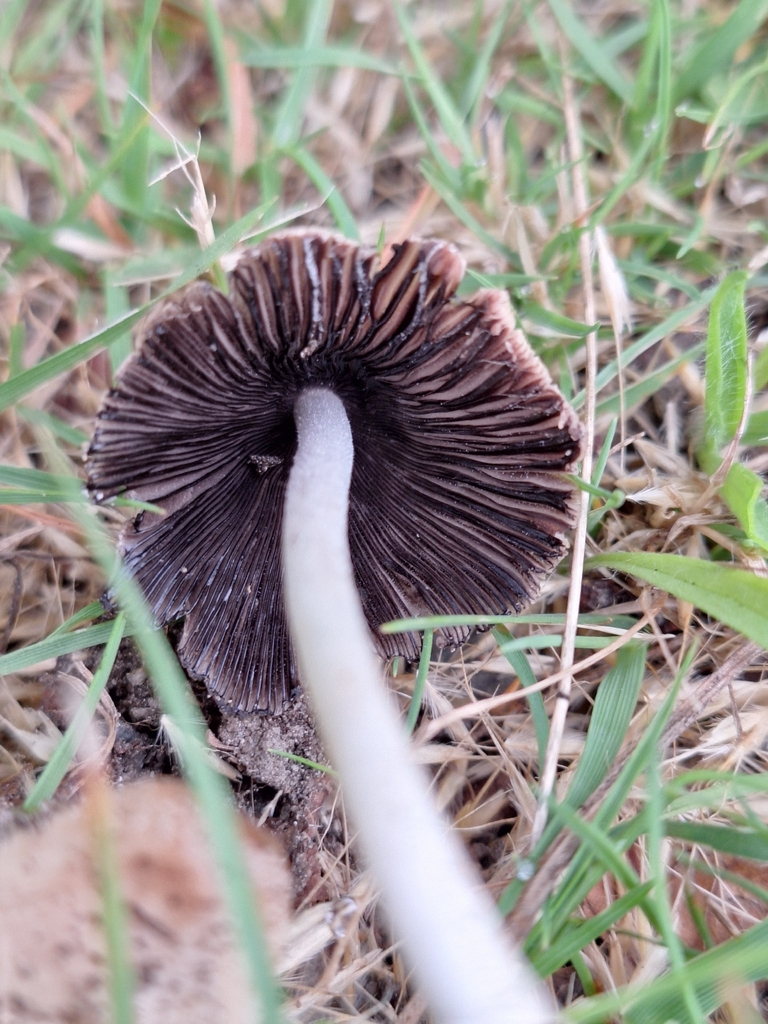 Coprinellus maluri-cyanei