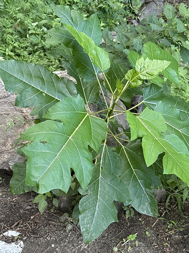 oak-leaf pawpaw (Vasconcellea quercifolia)