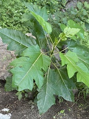 Oak-leaf Pawpaw (Vasconcellea quercifolia)