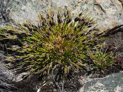 Ficinia ixioides glabra