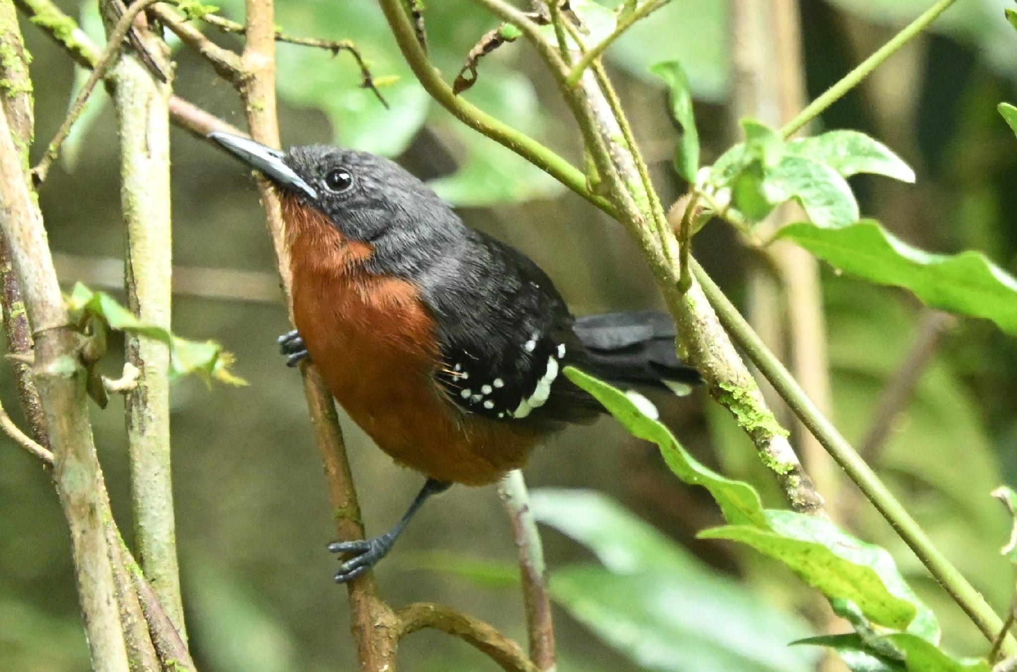Dot-winged Antwren (Microrhopias quixensis), photo 4
