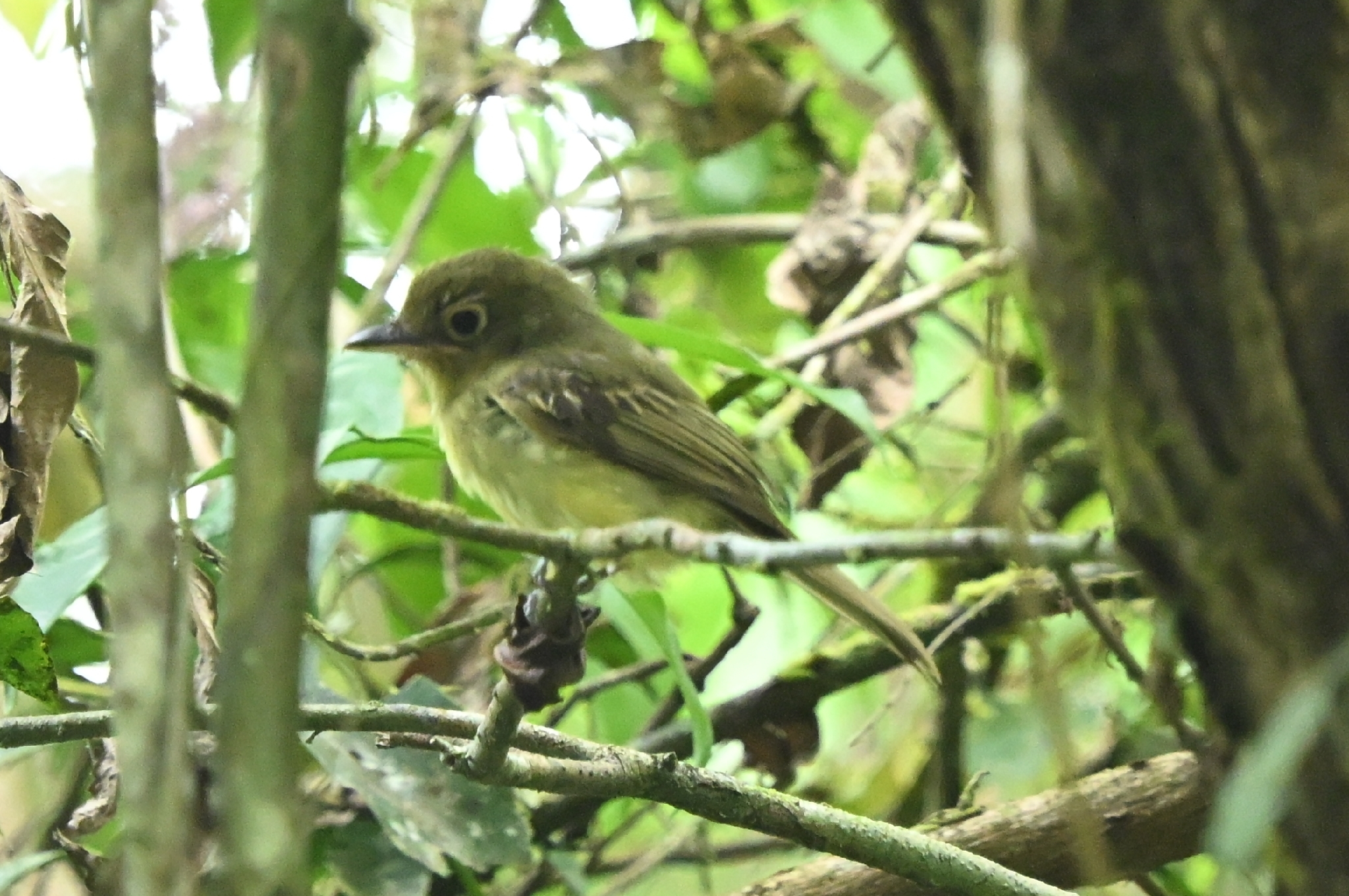 Eastern Olivaceous Flatbill (Rhynchocyclus olivaceus), photo 1