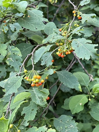 Vassobia breviflora (Vassobia breviflora)