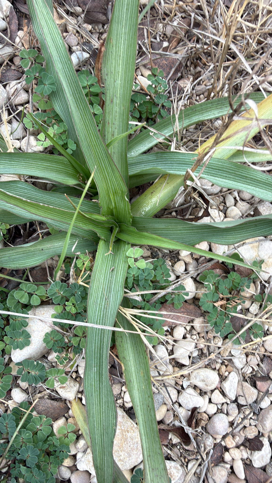 Flor de Santa Lucía
