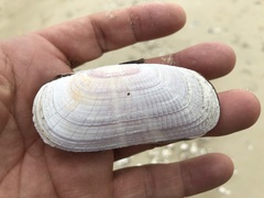 Solecurtus divaricatus