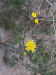 Senecio glaucus