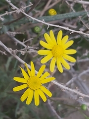 Senecio glaucus