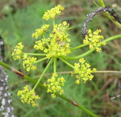 Notobubon ferulaceum