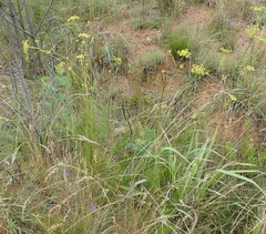 Notobubon ferulaceum