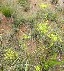 Notobubon ferulaceum