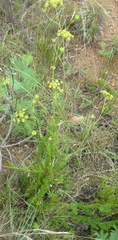 Notobubon ferulaceum