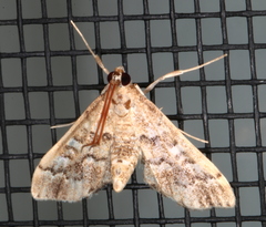 Nacoleia