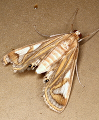 Strepsinoma foveata