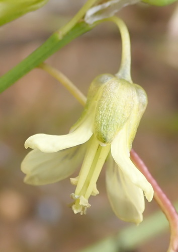 Image of Heliophila elongata by (c) Nicola van Berkel, some rights reserved (CC BY-SA)