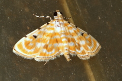 Notarcha aurolinealis