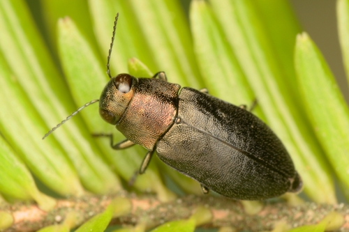 Phaenops knoteki