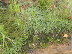 Indigofera alopecuroides