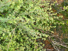 Indigofera alopecuroides