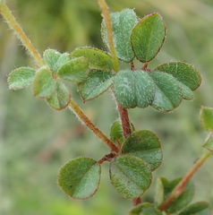 Indigofera alopecuroides