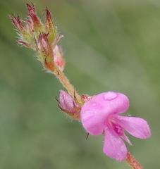 Indigofera alopecuroides