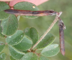 Indigofera alopecuroides