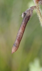 Indigofera alopecuroides