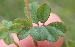 Indigofera alopecuroides