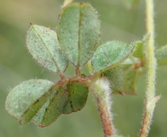 Indigofera alopecuroides
