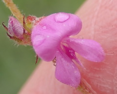 Indigofera alopecuroides