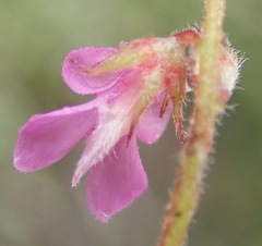Indigofera alopecuroides