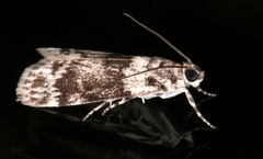Phenacodes aleuropa