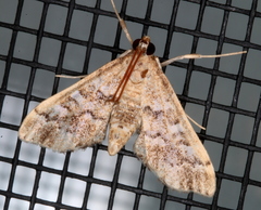 Nacoleia